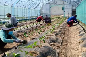 Sang Hàn hái ớt, cà chua... lương 40 triệu đồng/tháng