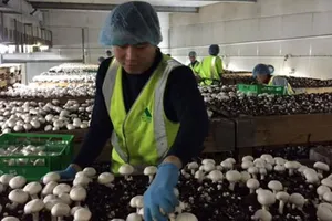 Úc tăng 1.500 visa lao động cho ứng viên Việt Nam