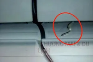 Rắn xuất hiện trên chuyến bay TP.HCM đi Hà Nội