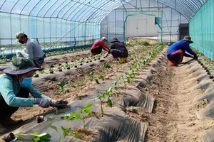 Mạo danh đưa lao động sang Hàn Quốc làm việc 