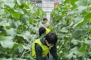 Hàn Quốc mở cửa tiếp nhận lao động Việt Nam