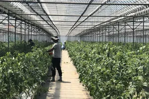 Cảnh báo 'cò' lừa đảo đưa lao động sang Hàn Quốc làm việc thời vụ