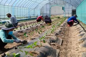 Đồng Tháp: Lao động xuất ngoại mỗi năm gửi về gia đình 1.600 tỉ