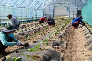 Lao động thời vụ ở Hàn Quốc được gia hạn cư trú 