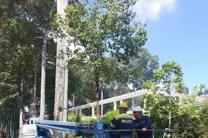 Hôm nay, TP.HCM bắt đầu sử dụng flycam kiểm tra 'sức khỏe' cây xanh