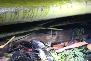 Siêu bão số 3 chưa vào bờ nhưng đã khiến cây đổ la liệt, đè người đi đường ở Thanh Hóa