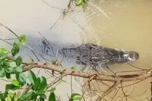 Cá sấu xuất hiện trên kênh ở Long An, chính quyền phát cảnh báo