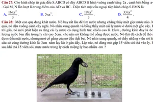 Thú vị chuyện 'Con quạ thông minh' vào đề thi toán 