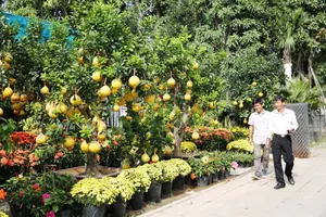 Bưởi Diễn vàng thơm hút khách Sài Gòn mùa Tết