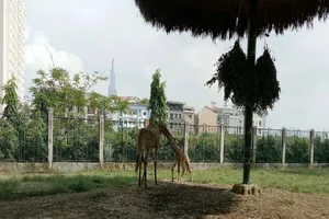 Lần đầu tiên hươu cao cổ sinh con tự nhiên tại Thảo Cầm Viên 