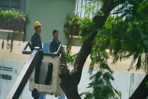 Sau sự cố cây đổ, trường Bạch Đằng xử lý cây phượng còn lại