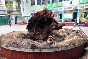 Cận cảnh gốc phượng trường Bạch Đằng vừa bị đốn hạ