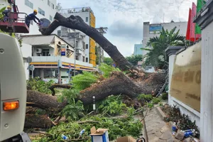 Trường Trần Văn Ơn báo cáo vụ cây xanh bật gốc khiến HS bị thương