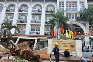 Các cơ quan chức năng nói gì về vụ cây xanh bật gốc ở trường Trần Văn Ơn