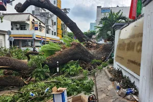 Sở GD&ĐT TP.HCM báo cáo vụ cây bật gốc tại Trường Trần Văn Ơn