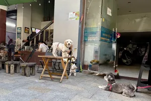 Cho thú cưng ngồi trên bàn ăn ở tiệm: Nên hay không?