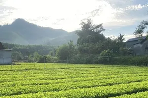 Cha mẹ muốn cắt đất cho con để xây nhà, cần thực hiện thủ tục gì?