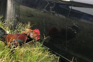 Gà mổ trầy ô tô, kiện chủ nhân của gà hay đòi bảo hiểm?