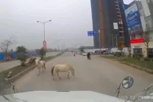 Suýt tai nạn vì ngựa thả rông trên đường