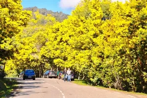 Đóng đèo Prenn, dân 'phượt' đi Đà Lạt bằng đèo Mimosa cần chuẩn bị gì?