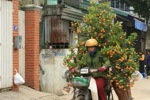 Xếp mai, đào, quất trên xe máy thế nào để không vi phạm luật giao thông?