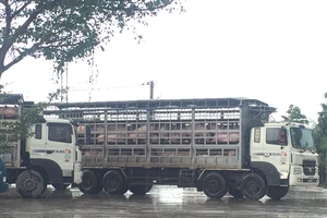 Bí đường sang Trung Quốc, heo tiếp tục rớt giá