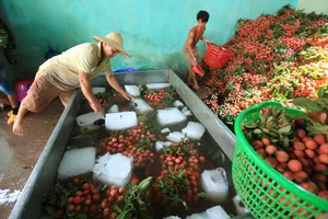 Trung Quốc sẽ mua 40.000 tấn vải Bắc Giang