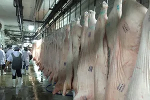 Heo hơi đang sốt giá là ảo hay thật?