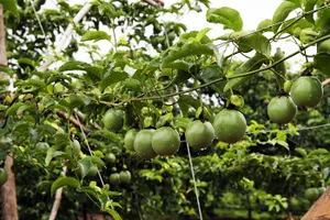 Chanh, ớt... mang về cho bầu Đức hàng ngàn tỉ đồng