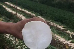 Siêu thị TP.HCM ra tay 'giải cứu' củ cải trắng Hà Nội