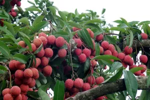 Thực hư đặc sản vải thiều Bắc Giang đổ xuống sông