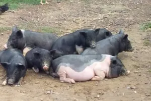 Tăng cường kiểm tra các cửa khẩu ngăn chặn hoạt động vận chuyển lợn nhập lậu- Ảnh minh họa