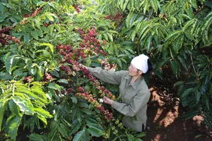 Thức uống làm từ trà bỗng 'lên ngôi' ở TP.HCM