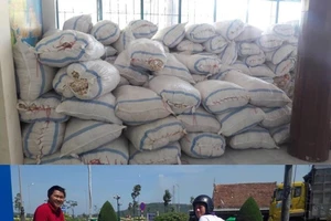 Đặc sản tỏi Lý Sơn nổi tiếng rớt giá thê thảm