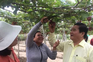 Du lịch đông khách nhờ 'Tôi thấy hoa vàng trên cỏ xanh'