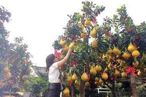 Bất ngờ với bưởi Kỳ Đà nặng 15 kg tiền triệu trưng Tết 