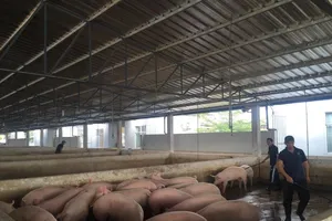 Thương lái bất ngờ đến tận chuồng 'săn' heo
