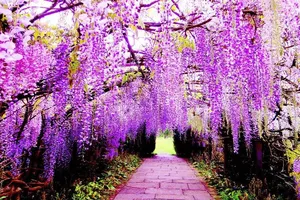 Người Nhật biết ơn vì khách Việt mua sắm nhiều