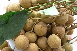 'Giấy thông hành' cho trái nhãn Việt vào Úc 