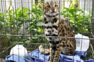 Phát hiện mèo cẩm thạch trong Sách đỏ ở Việt Nam