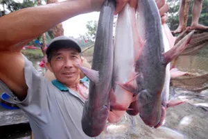 Cá tra đi 'du lịch' đến 150 nước, chưa bơi về Việt Nam 