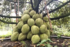 Thực hư cần giải cứu 40.000 tấn sầu riêng Tiền Giang