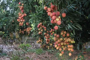 9 tấn vải Việt Nam chính thức ra mắt người Úc