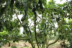 Đại gia Thái Lan muốn đưa trái bơ 034 sang Singapore