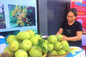 Xoài Việt Nam bán sang Mỹ đạt 2,8 triệu USD