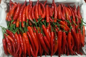 Vì sao giá ớt hiểm tăng đột biến lên 200.000 đồng/kg?