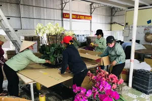 Cảnh báo hoa lan Trung Quốc đội lốt hoa Đà Lạt