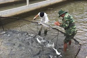 Bị cá tầm Trung Quốc 'tấn công', cá tầm Việt thiệt hại 200 tỉ