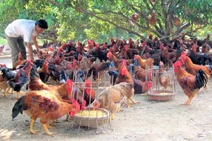 Vì sao bưởi Đoan Hùng, gà đồi Yên Thế... bị 'thất thế'?