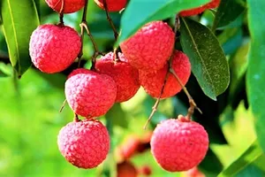 190 thương nhân Trung Quốc được sang thu mua vải thiều 